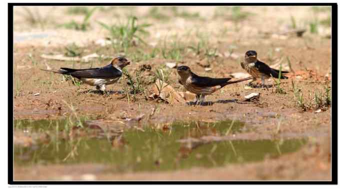 金腰燕衔泥筑巢