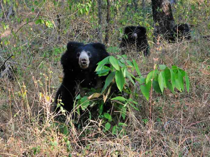 盘点十二大著名食蚁动物：懒熊