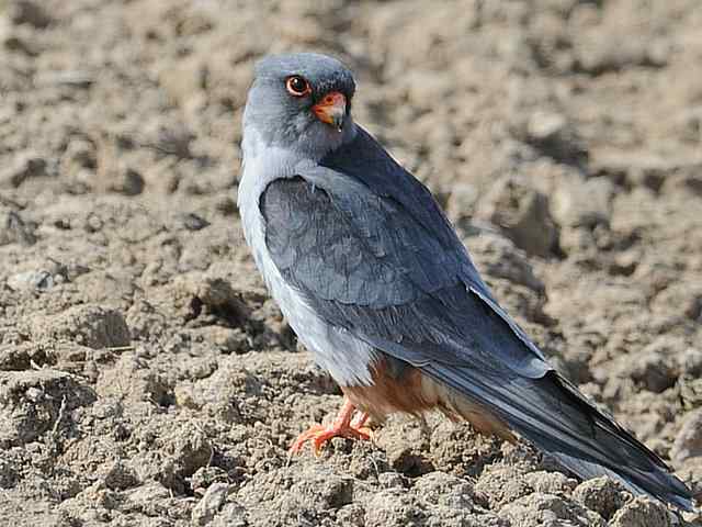 阿穆尔隼咏叹 阿穆尔隼咏叹