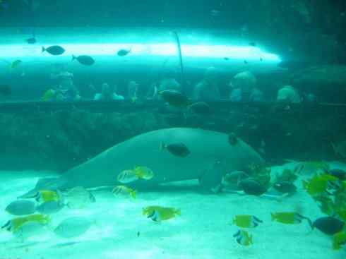 美人鱼：传说的兽原型探秘（儒艮）