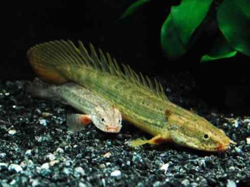 鱼类活化石:多鳍鱼 鱼类活化石:多鳍鱼