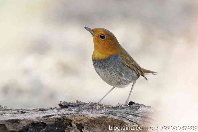 233.打鸟归来收获多多---(5)日本歌鸲 233.打鸟归来收获多多---(5)日本歌鸲