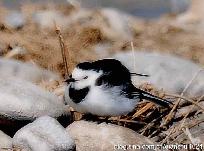爱干净的小鹡鸰(十渡)