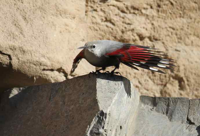 红翅旋壁雀 红翅旋壁雀