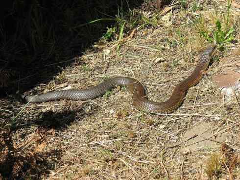 龙：传说的兽原型探秘（澳洲眼睛蛇类）