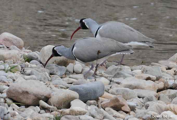 亚洲山地珍鸟：鹮嘴鹬