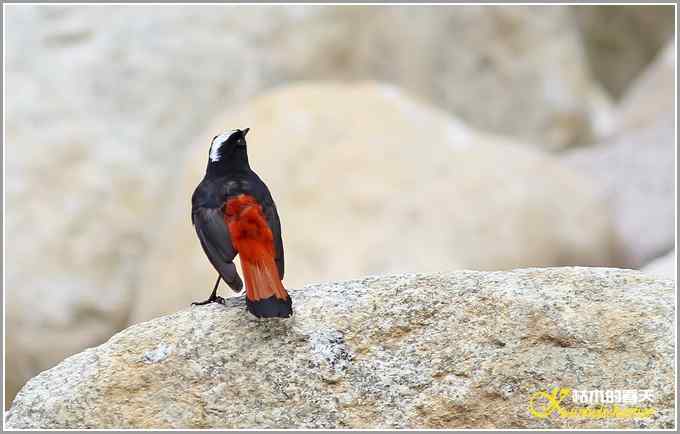 川西高原行•拍鸟【照片】 川西高原行•拍鸟【照片】