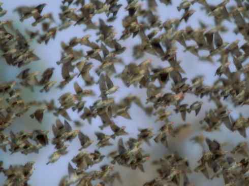 家禽驯化之源之二十四