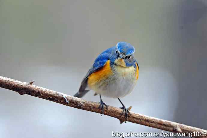 昨天好收获（雄性红胁蓝尾鸲）