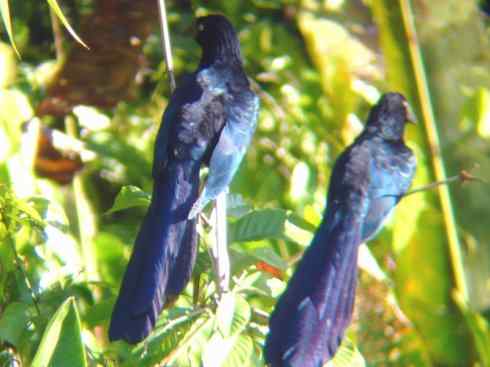 奇特的盔：大犀鹃