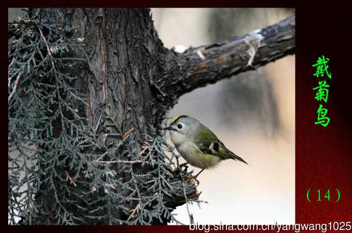 北京天坛公园的鸟类——戴菊鸟（14）