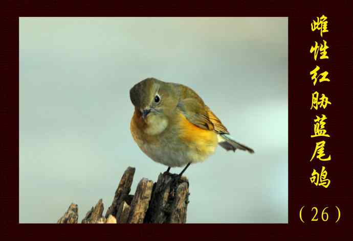 北京植物园的鸟类——雌性红胁蓝尾鸲（26）