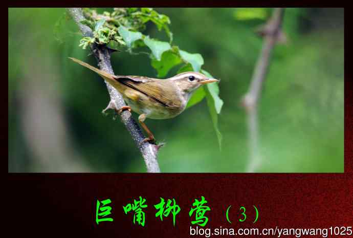 北京天坛公园的鸟类——巨嘴柳莺(3)