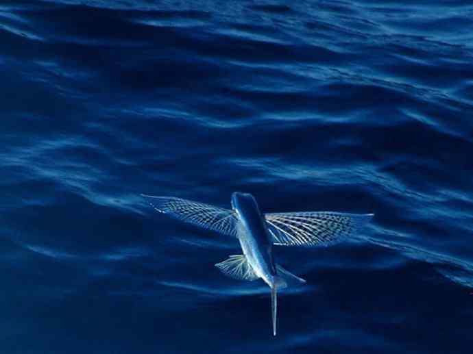 鱼类活化石:齿蝶鱼 鱼类活化石:齿蝶鱼