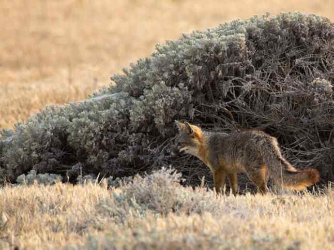 犬科：狐亚科灰狐属之灰狐、岛屿灰狐