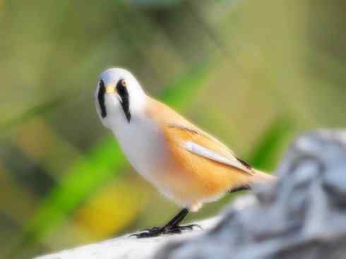 家禽驯化之源之二十