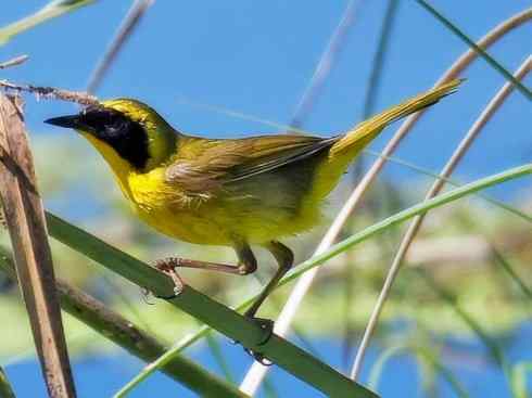 美丽无罪：雀鸟之朱鹂