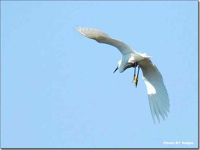 蓝天作秀的鹭鸶