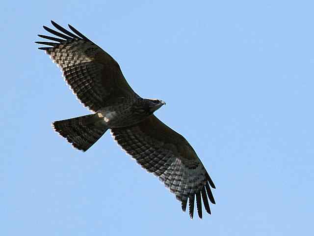 望京楼观赏猛禽迁徙