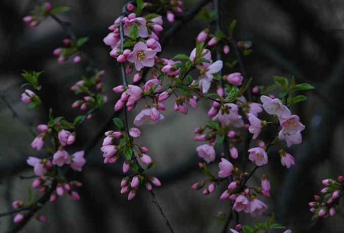 莲花池四月的花鸟