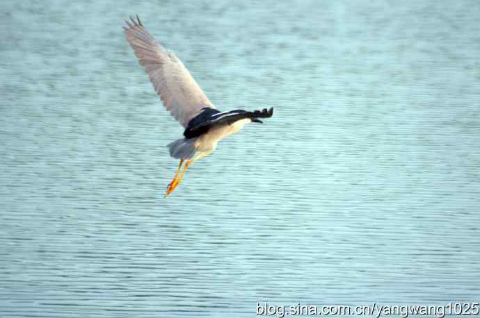 轻雾中的夜鹭 轻雾中的夜鹭