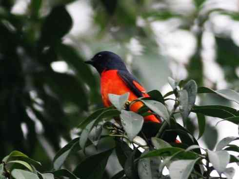 美丽无罪：雀鸟之山椒鸟