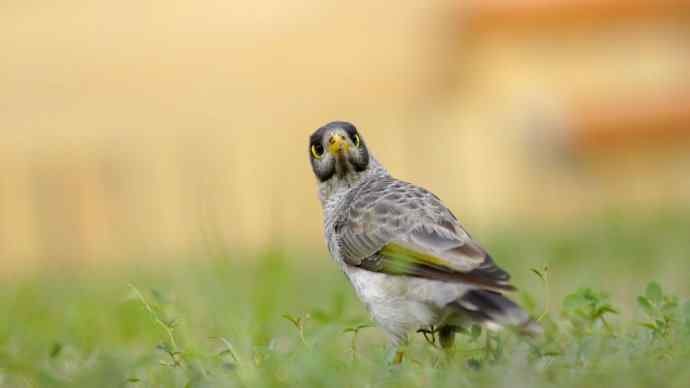 澳洲拍鸟鈥斺斘薮Σ辉诘暮诙羁笪勰 澳洲拍鸟鈥斺斘薮Σ辉诘暮诙羁笪勰