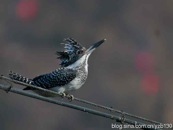 猎鱼高手，专业级。【组图，10张图片】