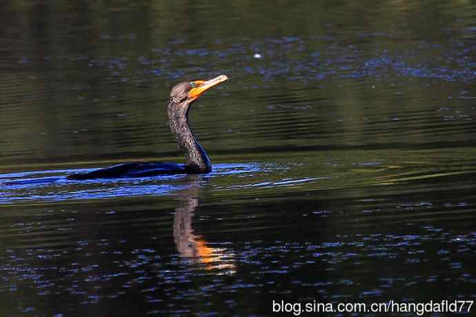美国鸟类摄影——双冠鸬鹚（3）