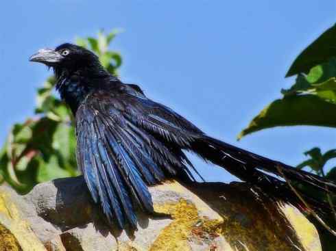 奇特的盔：大犀鹃