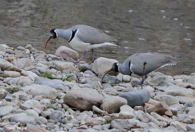 亚洲山地珍鸟：鹮嘴鹬