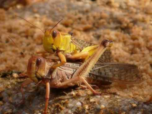 自然奇观：动物大迁徙(东亚飞蝗）