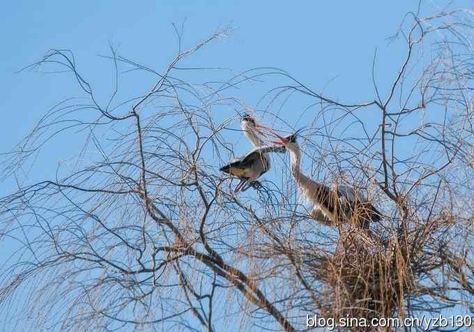 翠湖繁殖羽（组图，12张图片）