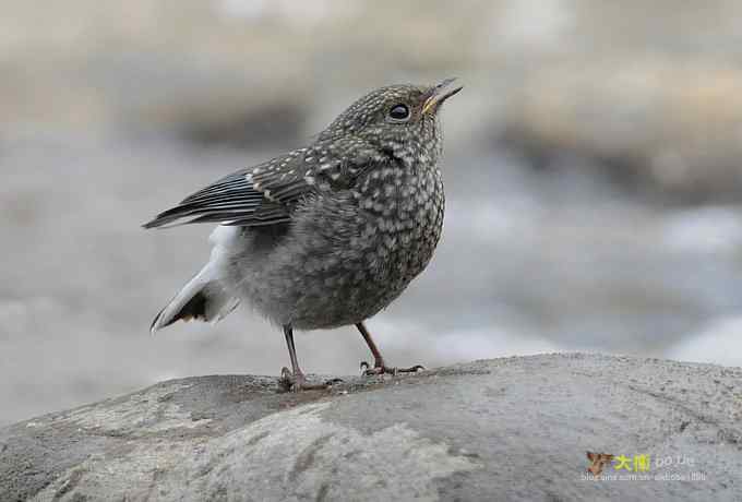父爱如山：实拍红尾水鸲和它的四个宝宝们