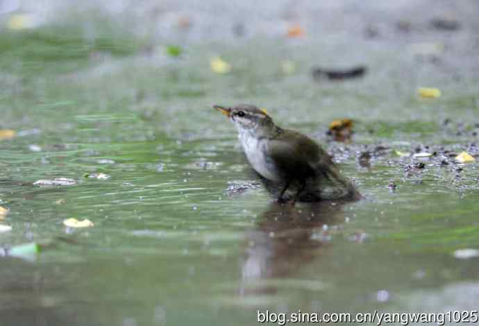 浴（极北柳莺）
