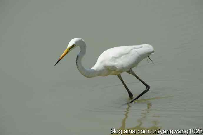 奥林匹克公园白鹭飞 wbr4