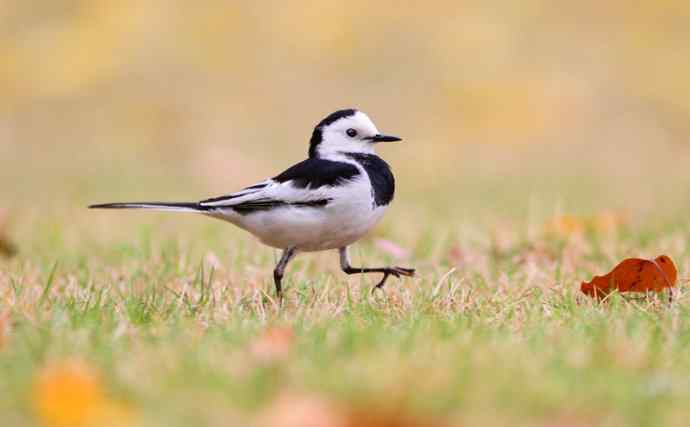 不期然间 wbr擦肩而过的缘分（一组红树林里的白鹡鸰）