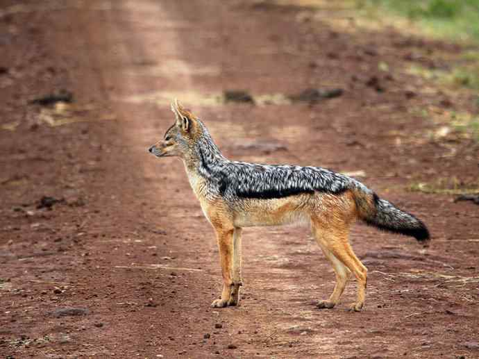 犬科：犬亚科犬属之西门豺、侧纹豺（胡狼类）