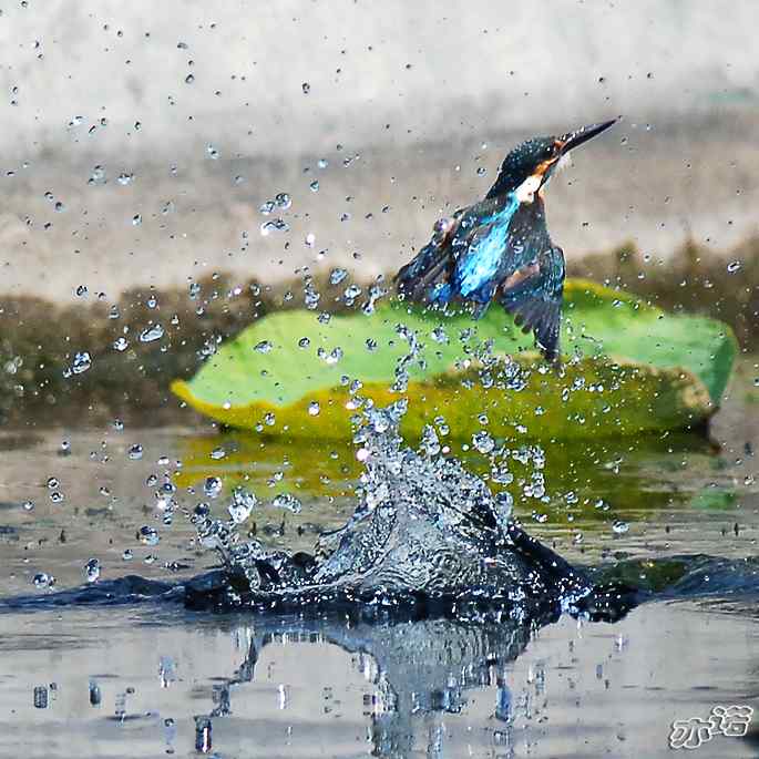 圆明园拍鸟——跳水健将——小翠