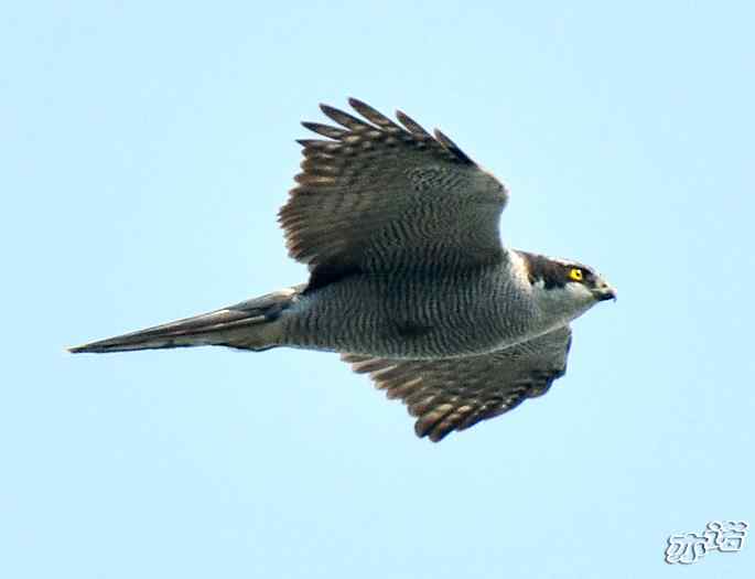 北京西山&nbsp;wbr路&nbsp;wbr苍鹰