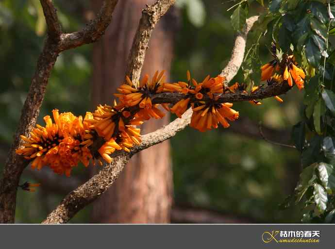 西双版纳拍鸟之一【实拍】