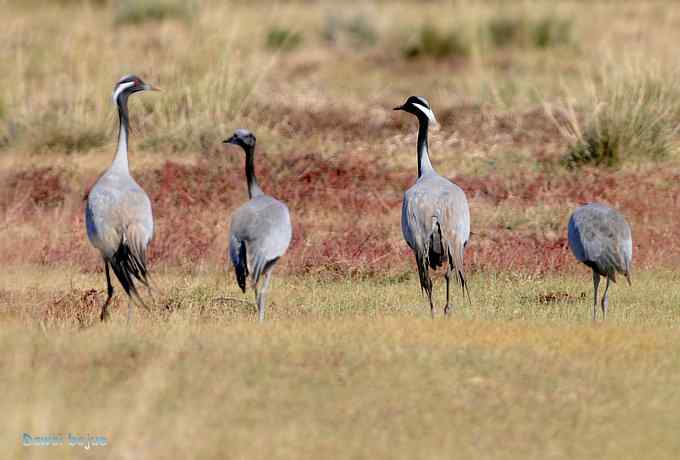 达里诺尔湖的蓑羽鹤 达里诺尔湖的蓑羽鹤