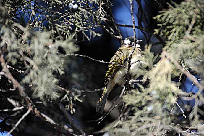 柏树丛中的小鸟