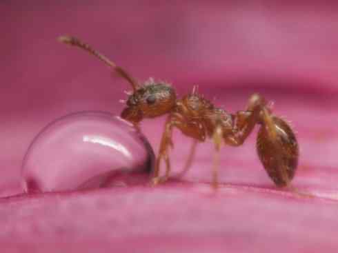 十大喜食蜂蜜动物：法老蚁
