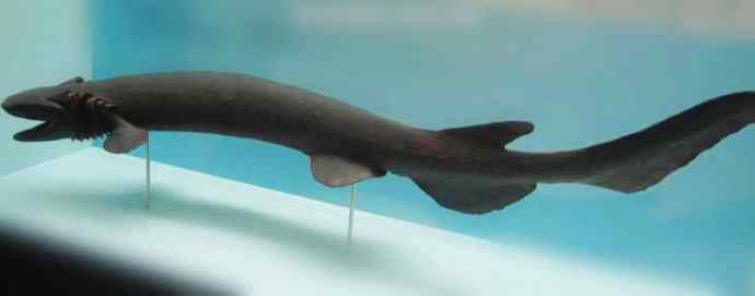 鱼类活化石：皱鳃鲨