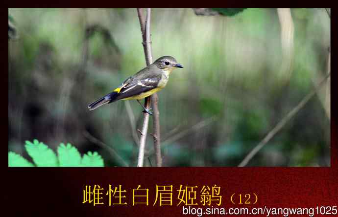 北京天坛公园的鸟类——雌性白眉姬鹟(12)