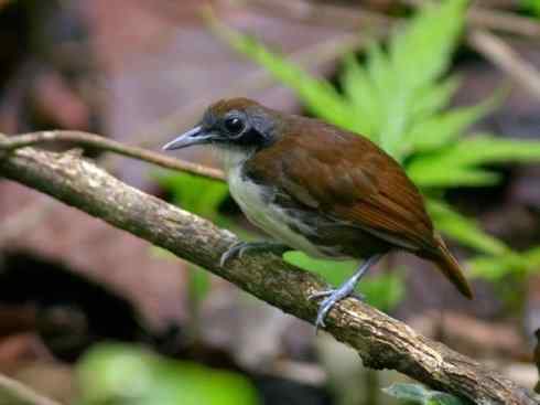 绝色攀禽：佛法僧目之翠鴗