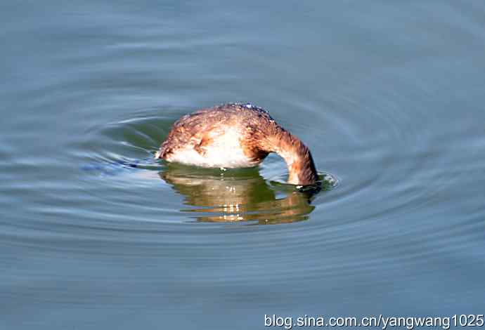 颐和园的收获（小PT）