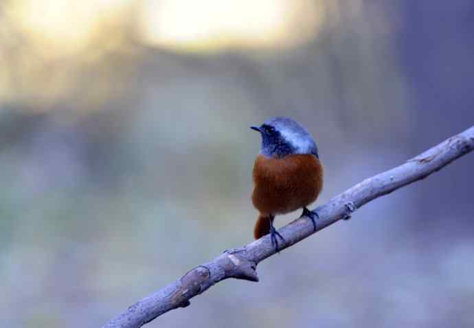 雄性北红尾鸲（10）