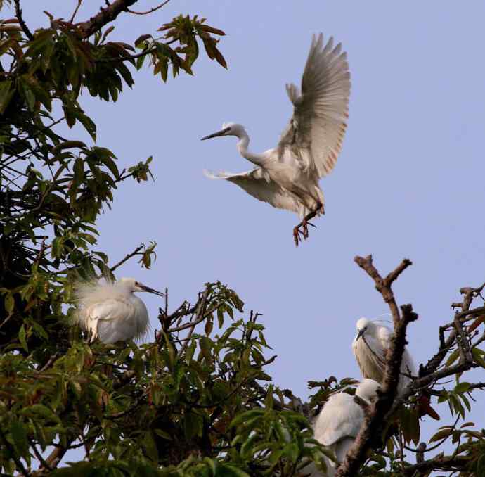 四川西昌鸟类摄影——白鹭